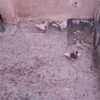 سلام سه تا نر دارم خوشگل مست مستن