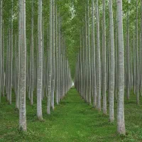 پکیج کامل نمایندگی نهال صنوبر-شروع سریع بدون تجربه