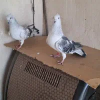 شامی کاکلی|پرنده|مشهد, نیزه|دیوار