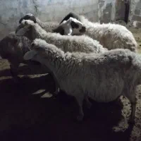 آبستن فروشی