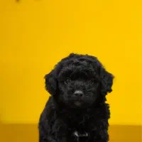 سگ توی پودل رنگ بلک وارداتی از روسیه|سگ|تهران, شهرک غرب|دیوار