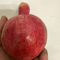 انار ساوه