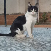 واگذاری رایگان یه دختر زیبا عقیم شده