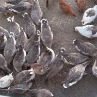 غاز محلی در روستایی قره وانلو|حیوانات مزرعه|آبش احمد, |دیوار