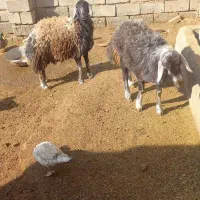 بره ماده افشار|حیوانات مزرعه|فیروزه, |دیوار