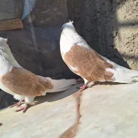 کبوتر دوکت نوک ریز|پرنده|خمینی‌شهر, |دیوار