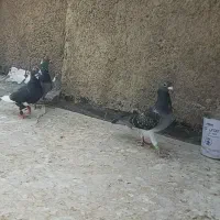 ۳ عدد کفتر کبوتر گرفتنی