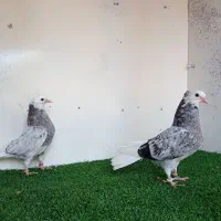 جوجه کبوتر بلند پرواز شمال( بندرگز )