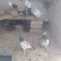 کبوتر|پرنده|پاکدشت, پاکدشت (مامازند)|دیوار