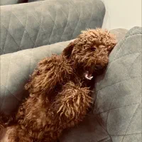 پودل اصیل|سگ|تهران, پاسداران|دیوار