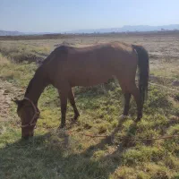 مادیون ترکمن ۵به ۶ شناسنامه دار