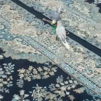 یک جفت عروس هلندی نیم اهلی ۲ساله سالم