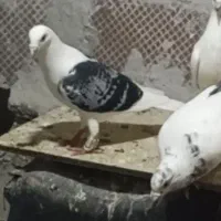 کبوتر گم شده