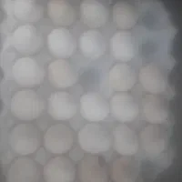 تخم بوقلمون برنز محلی وتخم مرغ نطفه دار