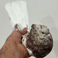 کوهی دمب سفید