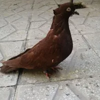 کفتر