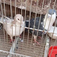 کفتر|پرنده|مشهد, علی آباد|دیوار