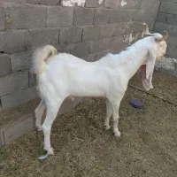 پازن گلابی درجه یک