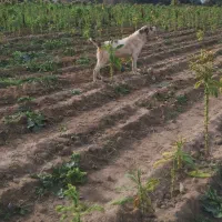 ماده‌ سگ درشت نگهبانی