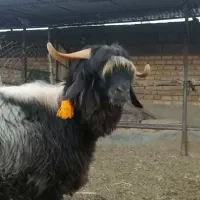 بره نر قوچی   کهره  بز  میش  قوچ|حیوانات مزرعه|شیراز, گویم|دیوار