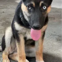 توله سگ ژرمن