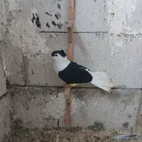 کفتر|پرنده|مشهد, کارمندان دوم|دیوار