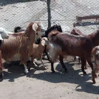 بز ذات دار داشتی|حیوانات مزرعه|مارگون, |دیوار