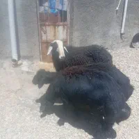 دامازلق درجه یک نژاد میانداب