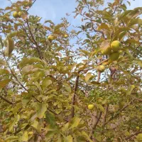 باغ منزل فروشی در باغستان علیا|فروش خانه و ویلا|اسلامیه, |دیوار