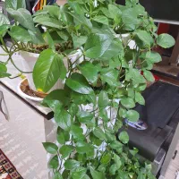 چند گل پتوس شاداب