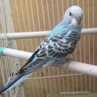 مرغ عشق آبی