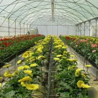 گلخانه رهن اجاره فروش