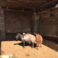 ۴عددمیش افشاری درجه یک