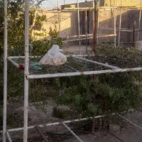 دستگاه پرورش قارچ و قفسه|فروشگاه و مغازه|عطاملک, |دیوار