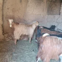 بزغاله