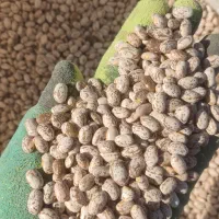 لوبیا چیتی|خوردنی و آشامیدنی|تهران, چیتگر جنوبی|دیوار