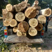 فروش‌وخریداردرختان‌الواری‌ونوپانی‌‌باقیمت‌بالا