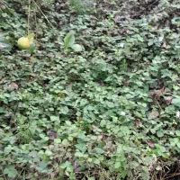 علف تراشی و چمن زنی و قطع انواع درخت|خدمات باغبانی و درختکاری|سرخرود, |دیوار