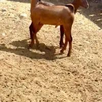 دام های اصلی|حیوانات مزرعه|تربتحیدریه, بازار|دیوار