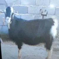 بز آبستن سنگین