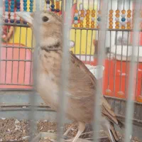 سهره خاکی دوساله کهنه مست مست