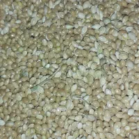 فروش حدودا 600کیلو ارزن دم روباهی تمیز درجه یک