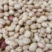 لوبیا چیتی امسال تازه و درشت