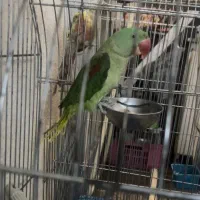 شاه طوطی نر