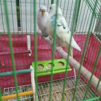 یه جفت مرغ عشق|پرنده|فولادشهر, مسکن مهر فولادشهر|دیوار