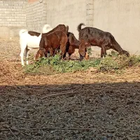 بزپاکستانی|حیوانات مزرعه|مشهد, وکیل‌آباد|دیوار