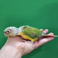 پرنده گرنچیک فقط 3 ملیون زنگ بزن ببر