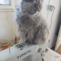 فروش گربه پرشین|گربه|تربت‌حیدریه, طالقانی|دیوار