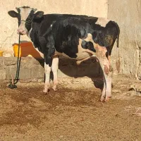 گوساله نر