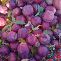 ۵تن سیب برای فروش دارم فوری